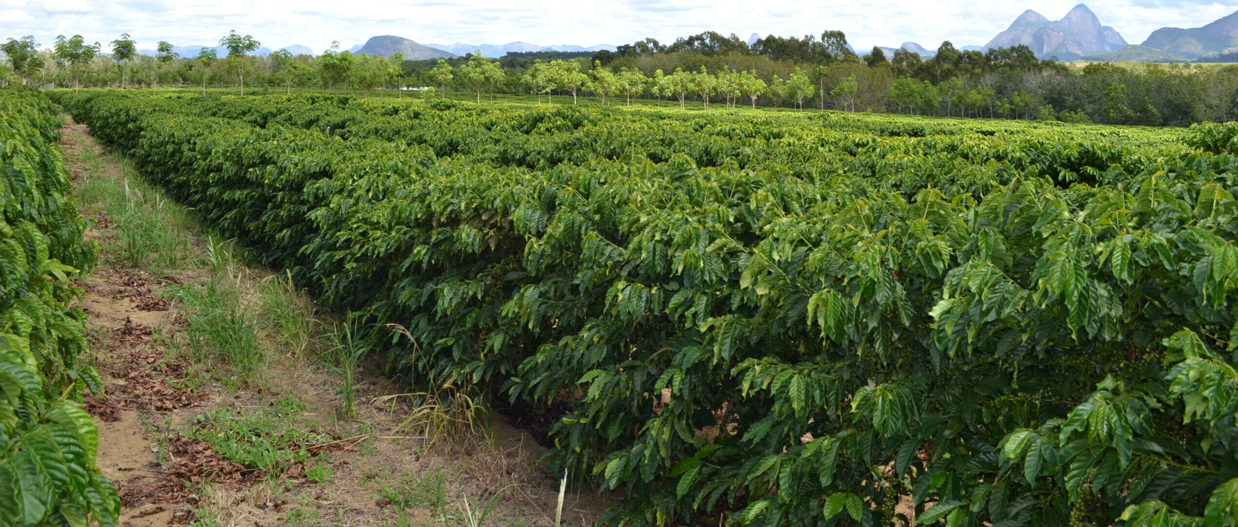 Jornal do Campo ES  Colheita do café conillon começa em breve